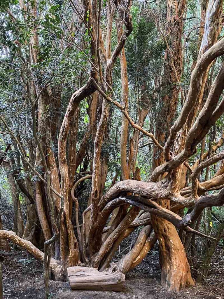 The famous arrayan trees in Llao Llao Municipal Park.